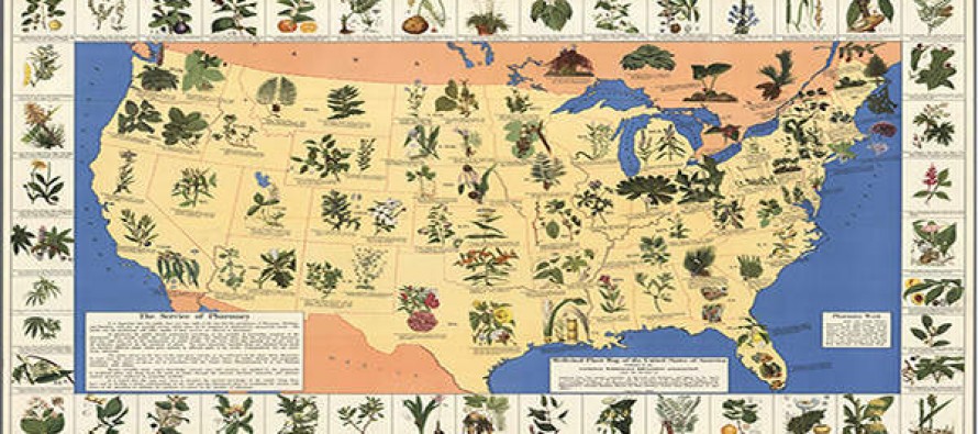 A Medicinal Plant MAP That Should Be in Your Survival Kit