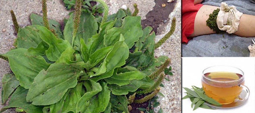 This Common Driveway Weed is One of Nature’s Most Powerful Survival Plants