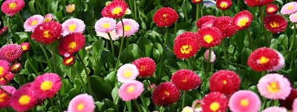 English Daisy edible flowers