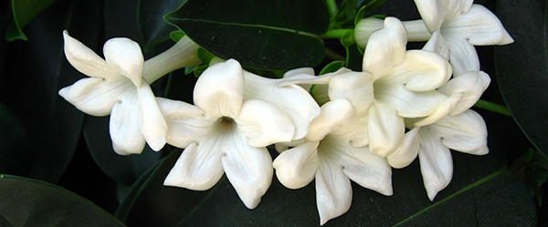 Jasmine edible flowers