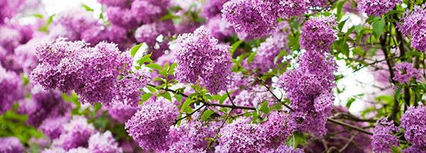 Lilac edible flower