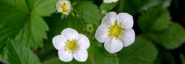 Strawberry Blossoms edible flowers