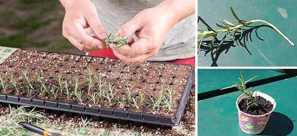 53 Plants Herbs You Can Propagate From Cuttings Ask A Prepper