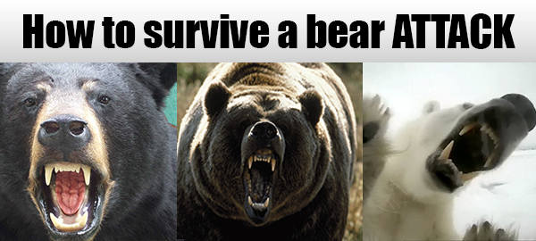 How to Survive a Black Bear Attack