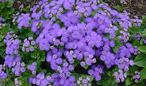 Ageratum