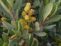 Bog-myrtle