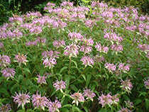 Horsemint