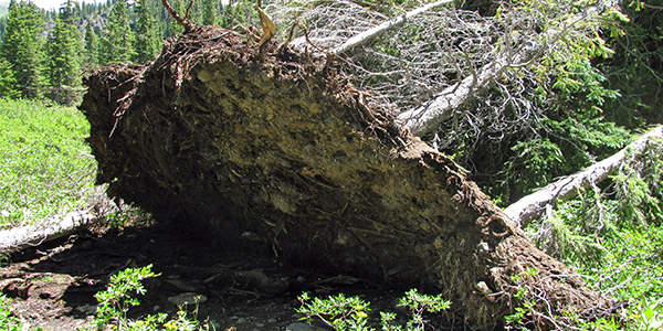 Uprooted-trees