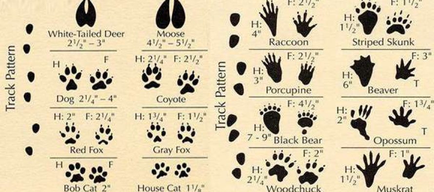 Identifying Animal Tracks - Ask a Prepper