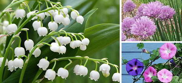 10 Beautiful Plants That Are Secretly Killing Your Garden - Ask a Prepper