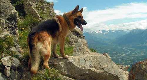 german shepherd