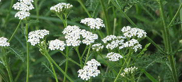 1. yarrow