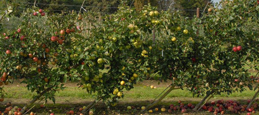 How To Plant Your Orchard To Have Fruits All Year Round ...