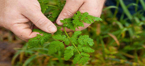 Edibility Test Find Out Which Backyard Weeds are Edible