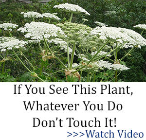 BOR don't touch it hogweed