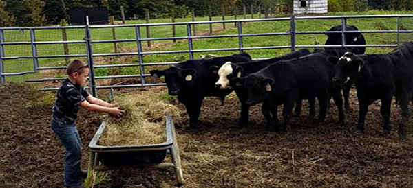 How To Raise Mini Cows For Prepping And Shtf Ask A Prepper