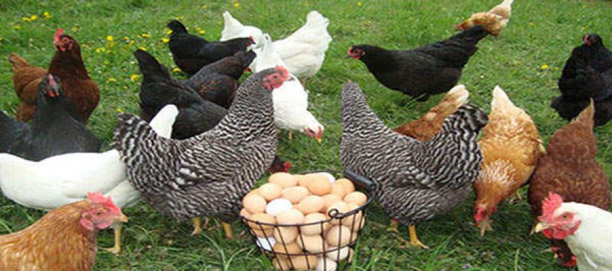 Chickens . . . .  The-Prepper%E2%80%99s-Guide-For-Raising-Chickens-890x395_c