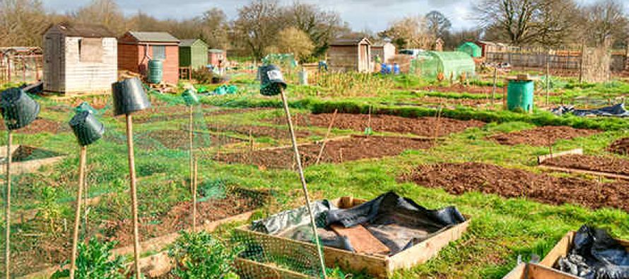 5 mitos sobre jardinagem orgânica