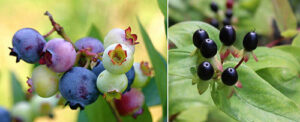 poisonous lookalikes blueberries
