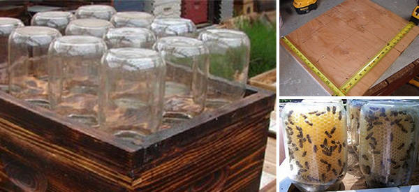 Diy Beehive In A Jar - Ask A Prepper