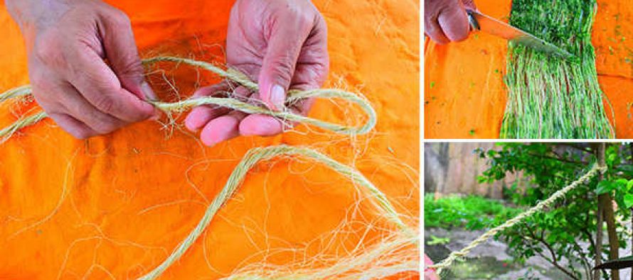 Rope and Knots How-To-Make-A-Rope-Out-Of-Common-Plants-23-890x395_c