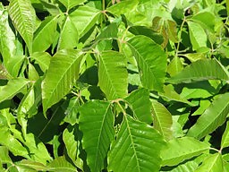 How to Get Rid of Poison Ivy - Ask a Prepper