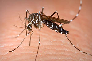 New Deadly Mosquito Borne Virus Claims US Lives – What You Need to Know About EEE