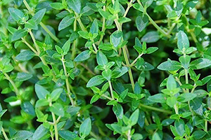 15 Best Herbs for Your Prepper Garden