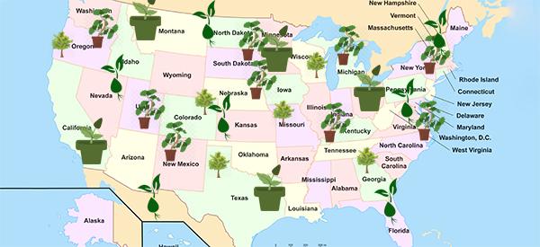 The States with the Most Medicinal Plants - Do You Live in One of Them