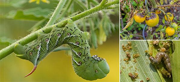 How To Protect Your Garden From Pests And Diseases - Ask a Prepper