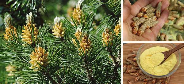 Harvesting Pine Pollen- How & Why - And Here We Are