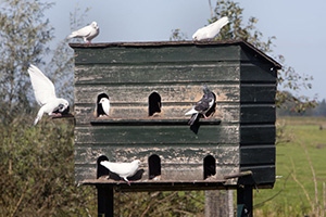 Pigeons