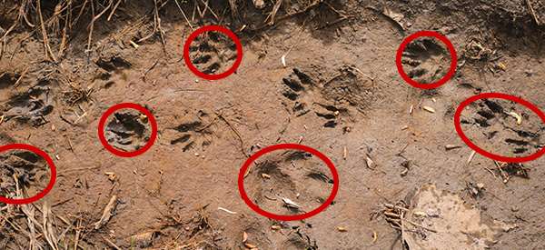 how-to-identify-animals-by-their-tracks-with-pictures-ask-a-prepper