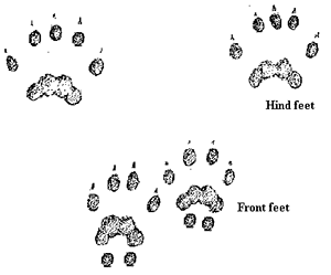 How To Identify Animals By Their Tracks