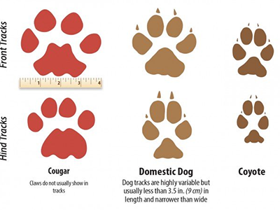 How To Identify Animals By Their Tracks