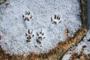 How To Identify Animals By Their Tracks