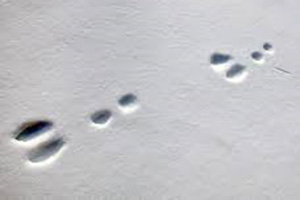 How To Identify Animals By Their Tracks