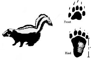 How To Identify Animals By Their Tracks