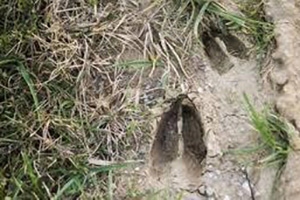 How To Identify Animals By Their Tracks