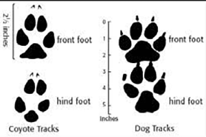 How To Identify Animals By Their Tracks (With Pictures) - Ask a Prepper