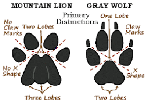 How To Identify Animals By Their Tracks