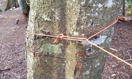 Trucker Hitch Tree