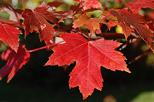 The Survival Guide to Identifying Leaves