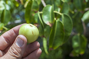 The Most Dangerous Tree In The U.S.