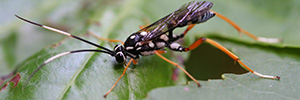 10 Insects You Should Never Kill On Your Property