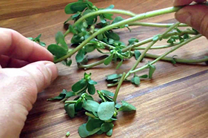 eating purslane