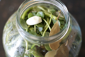 purslane jar