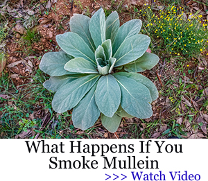 smoking mullein