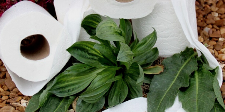 Toilet Paper-Natural Plant Options 12-Plants-That-Make-Soft-Toilet-Paper-13