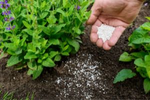 How To Make Comfrey Fertilizer For An Extended Harvest